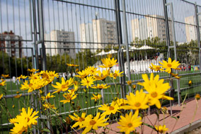 Alevín A